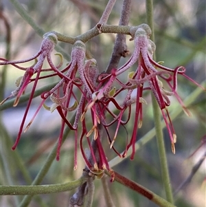 Amyema cambagei (Sheoak Mistletoe) at Whitlam, ACT - Today by SteveBorkowskis