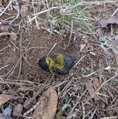 Vombatus ursinus at Watson, ACT - Today by WalterEgo