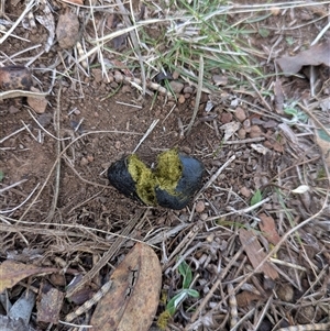 Vombatus ursinus at Watson, ACT - Today by WalterEgo