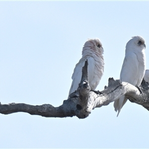 Unverified Bird at Throsby, ACT - Today by Thurstan