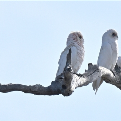 Unverified Bird at Throsby, ACT - Today by Thurstan