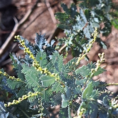 Acacia baileyana at Watson, ACT - Today by abread111