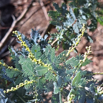 Acacia baileyana at Watson, ACT - Today by abread111