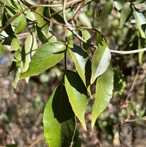 Unverified Climber or Mistletoe at Fraser, ACT - Today by R0ger