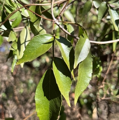 Unverified Climber or Mistletoe at Fraser, ACT - Today by R0ger
