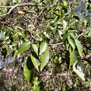 Fraxinus angustifolia subsp. angustifolia at Fraser, ACT - 5 May 2025 10:22 AM