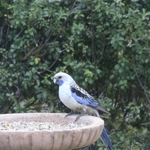 Platycercus elegans at Jerrabomberra, NSW - 9 Sep 2017 05:57 PM