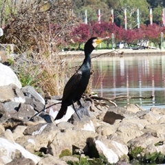Phalacrocorax carbo at Parkes, ACT - Today by MB