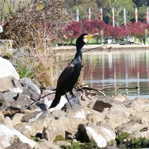 Phalacrocorax carbo at Parkes, ACT - Today by MB