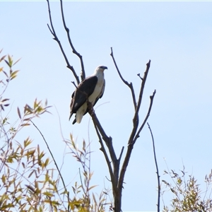 Haliaeetus leucogaster at Fyshwick, ACT - Today by MB