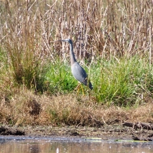 Egretta novaehollandiae at Kingston, ACT - Today by MB