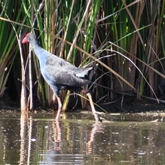 Porphyrio melanotus at Kingston, ACT - Today by MB