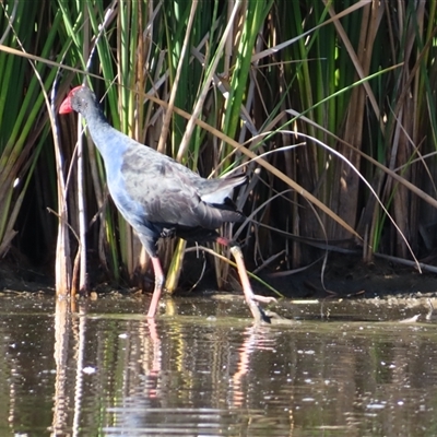 Porphyrio melanotus at Kingston, ACT - Today by MB