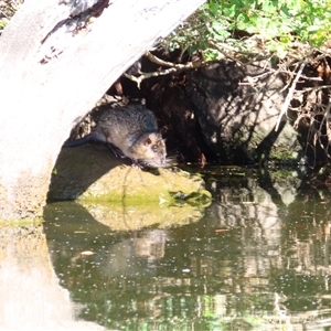 Hydromys chrysogaster (Rakali or Water Rat) at Fyshwick, ACT - Today by MB