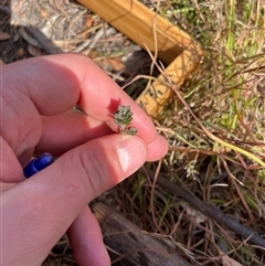 Brachyloma daphnoides at Tennent, ACT - Today by JamesVandersteen