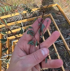 Indigofera australis subsp. australis at Tennent, ACT - Today by JamesVandersteen