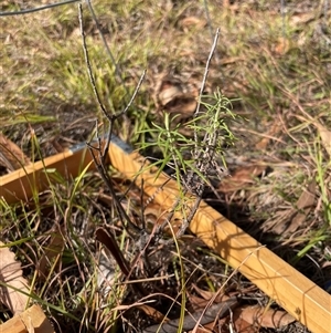 Cassinia longifolia at Tennent, ACT - Today by JamesVandersteen