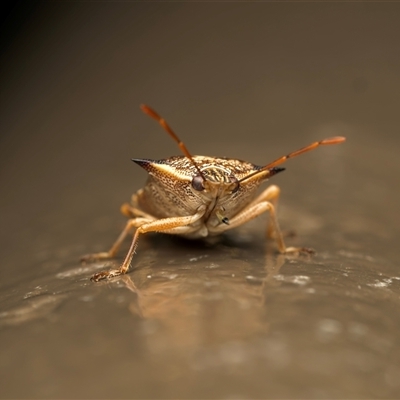 Oechalia schellenbergii (Spined Predatory Shield Bug) at Acton, ACT - 2 May 2025 by Gallpix