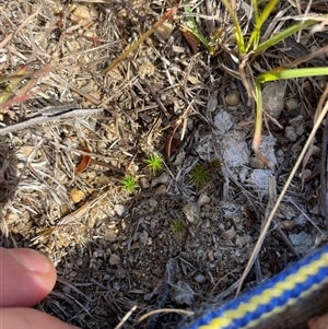 Unverified Plant at Tennent, ACT - Today by JamesVandersteen