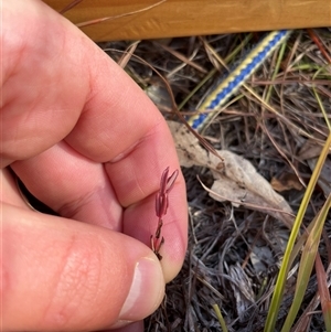 Hypericum gramineum at Tennent, ACT - 5 May 2025 09:43 AM