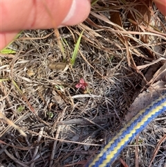 Hypericum gramineum at Tennent, ACT - 5 May 2025 09:43 AM