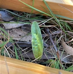 Plantago varia at Tennent, ACT - Today by JamesVandersteen