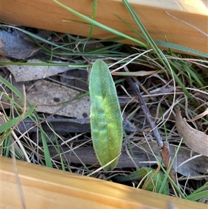 Plantago varia at Tennent, ACT - Today by JamesVandersteen