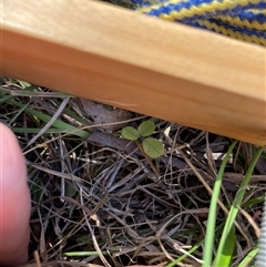Desmodium sp. at Tennent, ACT - Today by JamesVandersteen
