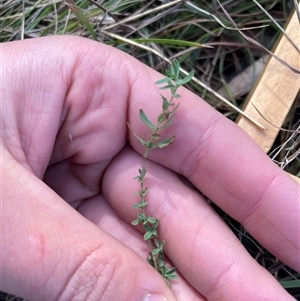 Hypericum gramineum at Tennent, ACT - Today by JamesVandersteen