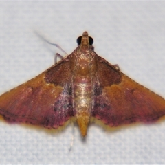 Endotricha mesenterialis (A Pyralid moth (Endotrichinae) at Urraween, QLD - 26 Oct 2009 by PJH123