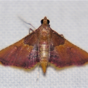 Unverified Pyralid or Snout Moth (Pyralidae & Crambidae) by PJH123