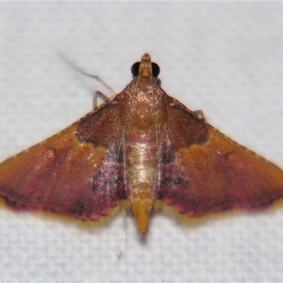 Endotricha mesenterialis (A Pyralid moth (Endotrichinae) at Urraween, QLD - 26 Oct 2009 by PJH123