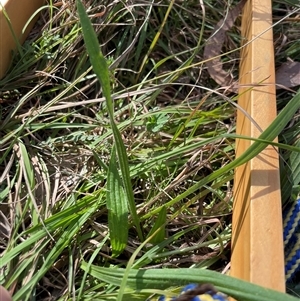 Plantago lanceolata at Tennent, ACT - Today by JamesVandersteen