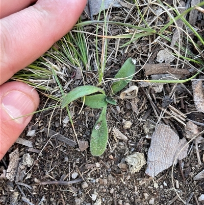 Hackelia suaveolens at Tennent, ACT - Today by JamesVandersteen