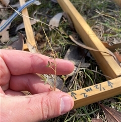 Unverified Plant at Tennent, ACT - Today by JamesVandersteen