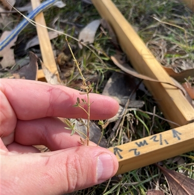 Unverified Plant at Tennent, ACT - Today by JamesVandersteen