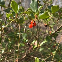 Coprosma hirtella at Cotter River, ACT - Today by sduus