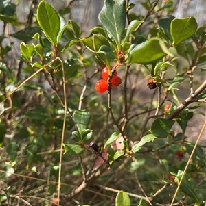 Unverified Plant at Cotter River, ACT - Today by sduus