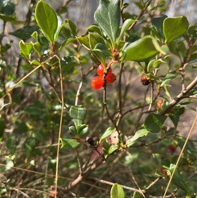 Coprosma hirtella at Cotter River, ACT - Today by sduus