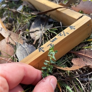 Unverified Plant at Tennent, ACT - Today by JamesVandersteen