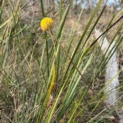 Craspedia sp. (Billy Buttons) at Cotter River, ACT - Today by sduus
