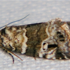 Maliattha signifera (A Noctuid moth (Acontinae) at Urraween, QLD - 26 Oct 2009 by PJH123