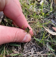 Unverified Plant at Tennent, ACT - Today by JamesVandersteen