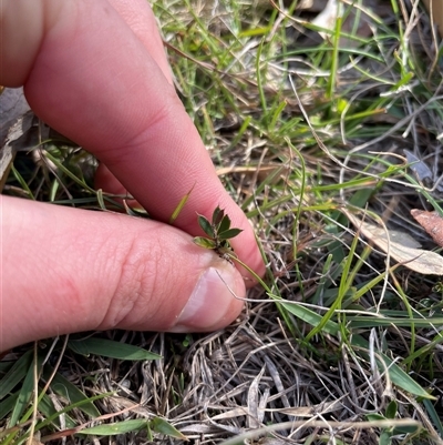 Unverified Plant at Tennent, ACT - Today by JamesVandersteen