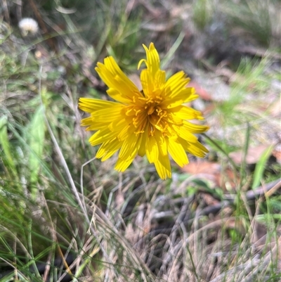 Microseris lanceolata (Yam Daisy) at Cotter River, ACT - Today by sduus