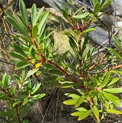 Tasmannia xerophila subsp. xerophila (Alpine Pepperbush) at Cotter River, ACT - Today by sduus