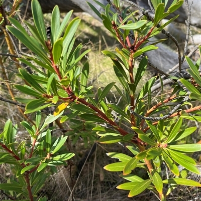 Tasmannia xerophila subsp. xerophila (Alpine Pepperbush) at Cotter River, ACT - Today by sduus