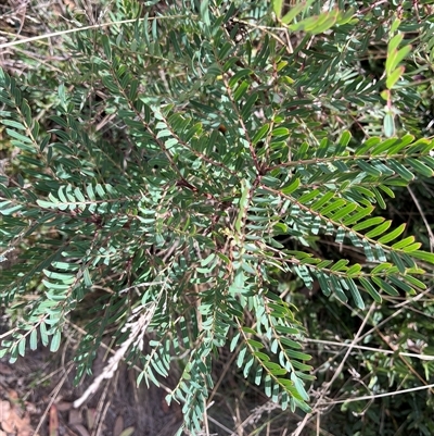 Polyscias sambucifolia at Cotter River, ACT - Today by sduus