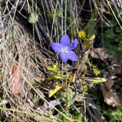 Unverified Plant at Cotter River, ACT - Today by sduus