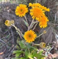 Unverified Plant at Cotter River, ACT - Today by sduus